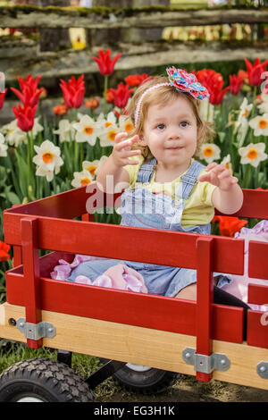 Il Toddler girl chiedendo la sua bottiglia di acqua da raggiungere in un carro in un tulipano giardino in Mount Vernon, Washington, Stati Uniti d'America Foto Stock