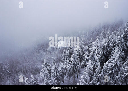 Coperta di neve e nebbia montagne rocciose - layered pines forest scomparendo nella nebbia Foto Stock