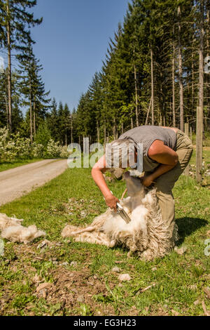 Donna che utilizza la tosatura delle pecore le forbici per il taglio di un Icelandic Sheep Dog al maso di montagna, Garofano, Washington, Stati Uniti d'America. Foto Stock