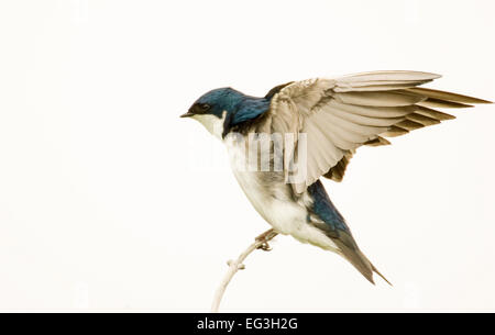 Tree Swallow (Tachycineta bicolore) stretching con ali stese in direzioni opposte, seduto sul ramo Foto Stock