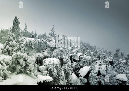 Coperta di neve e nebbia foresta di montagna - layered pini e abeti scomparendo nella nebbia Foto Stock