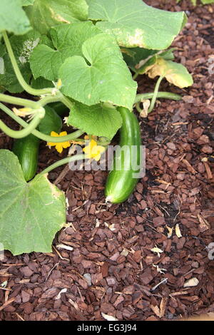 Giovani cetriolo, cucumis satavis, Foto Stock