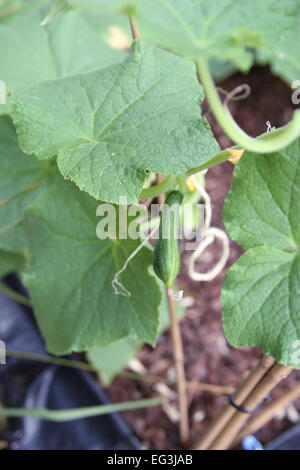 Giovani cetriolo, cucumis satavis, Foto Stock