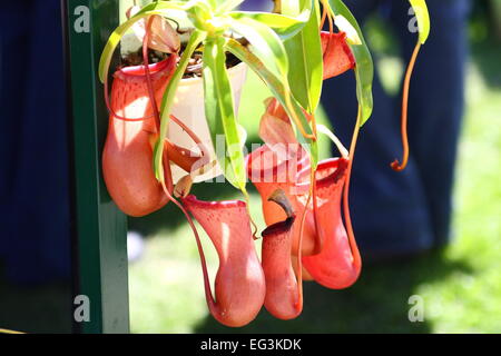 Pianta brocca, Nepenthes Foto Stock