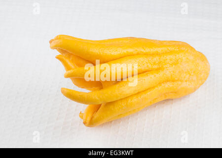 Frutto giallo mano di Buddha (sarcodattylis di Citrus medica) Foto Stock