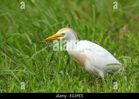 Un Airone guardabuoi (Bubulcus ibis) in allevamento piumaggio ha catturato una lucertola skink in un campo erboso in Texas, Stati Uniti d'America. Foto Stock