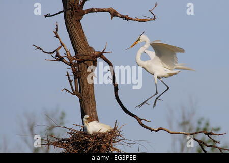 Un Airone bianco maggiore torna a il nido con materiale di nidificazione come un ramoscello o stick, mentre l'altro genitore incuba uova. Foto Stock