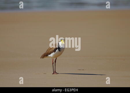 Una mascherata Pavoncella Vanellus (miglia) in piedi su una spiaggia a Sandon fiume nel Nuovo Galles del Sud, Australia. Foto Stock