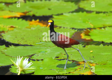 Un Northern Jacana passeggiate in cima le ninfee su New River in Orange Walk Distretto del Belize (ex Honduras britannico). Foto Stock