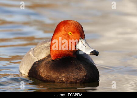 Un maschio Redhead (duck) nuota su uno stagno di Hermann Park, Houston, Texas, Stati Uniti d'America. Foto Stock