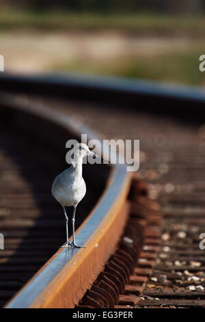 Un Willet (Tringa semipalmata) in piedi su un binario ferroviario in Texas, Stati Uniti d'America. Foto Stock