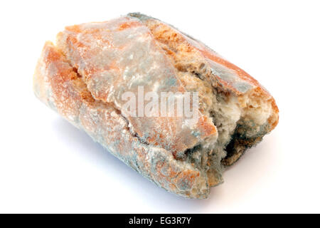 Un verde muffa sul pane brutta muffa Foto Stock