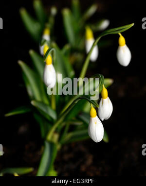 Galanthus plicatus Wendy's giallo oro bucaneve fiori iscrizioni di petali di fiori di primavera ritratti vegetali lampadine snowdrop RM floral Foto Stock