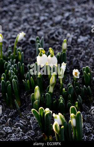 Leucojum vernum var carpathicum fiocco di neve di primavera fiore fiori coperto di brina frosty mattina ghiaccio invernale giallo suggerimenti floreale RM Foto Stock