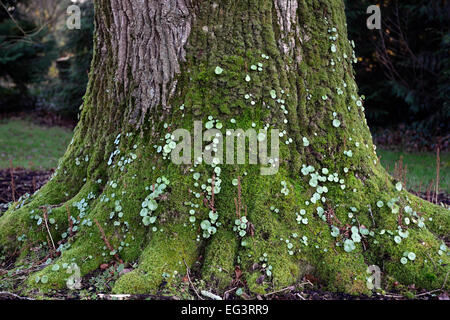 Moss e liverwort coperto tronco di quercia Quercus robur old umido floreale RM Foto Stock