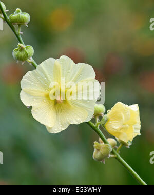 Russo - Hollyhock Alcea rugosa Foto Stock