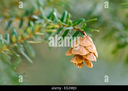 Pigna dal giapponese Hemlock Tree - Tsuga sieboldii Foto Stock