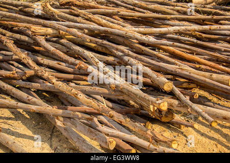 Il legno di eucalipto, legname, legno, ordina, foresta, marrone, grande, sovrapposte. Foto Stock