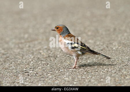 Maschio fringuello comune ( Fringilla coelebs ) sul vicolo urbano Foto Stock