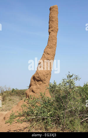 Termite nido nel sud dell Etiopia, Africa Foto Stock