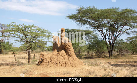 Termite nido nel sud dell Etiopia, Africa Foto Stock