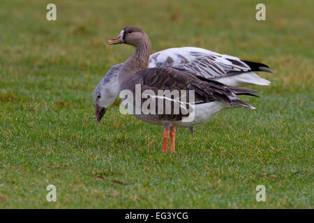 Maggiore bianco-fronteggiata Goose (Anser albifrons) con Snow Goose (Chen caerulescens) primo ciclo bird, a Parksville, BC, Canada Foto Stock