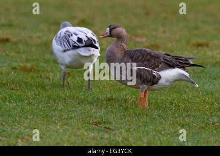 Maggiore bianco-fronteggiata Goose (Anser albifrons) con Snow Goose (Chen caerulescens) primo ciclo bird, a Parksville, BC, Canada Foto Stock