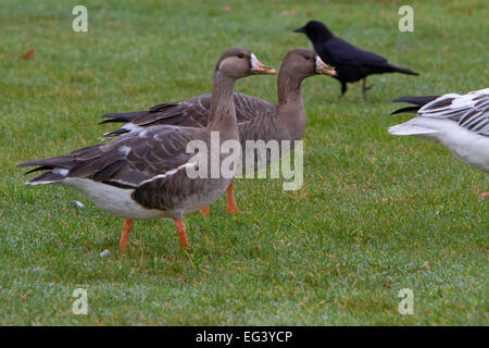 Maggiore bianco-fronteggiata oche (Anser albifrons) alimentazione nella comunità del parco a Parksville, Isola di Vancouver, BC, Canada in gennaio Foto Stock