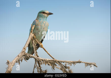 Rullo eurasiatica bird, nel sud del Kazakistan. Foto Stock