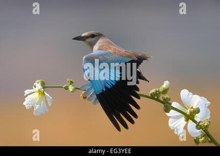 Rullo eurasiatica bird, nel sud del Kazakistan. Foto Stock