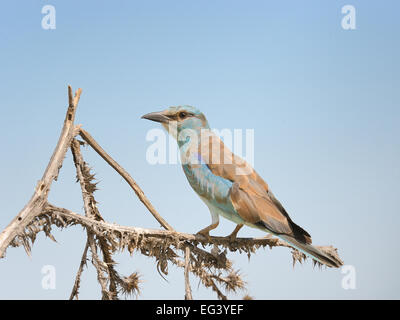 Rullo eurasiatica bird, nel sud del Kazakistan. Foto Stock