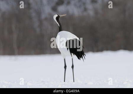 Danza giapponese rosso aka Crowned Crane su un campo nevoso vicino Akan su Hokkaido, Giappone Foto Stock