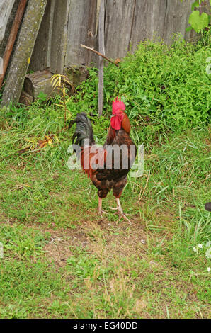 Multi-colore di Gallo nel cortile della casa rurale. Foto Stock