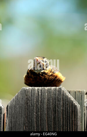 Un bambino robin hunkers verso il basso su un palo da recinzione. Foto Stock