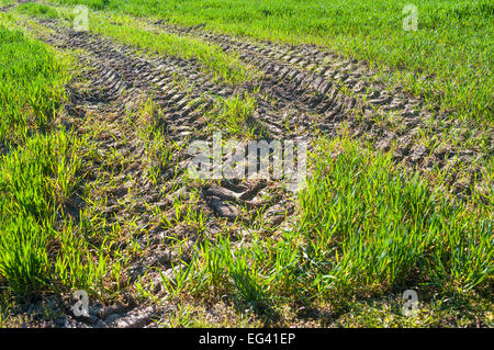 Il pneumatico del trattore tracce nel campo di grano di inverno germogli - Francia. Foto Stock