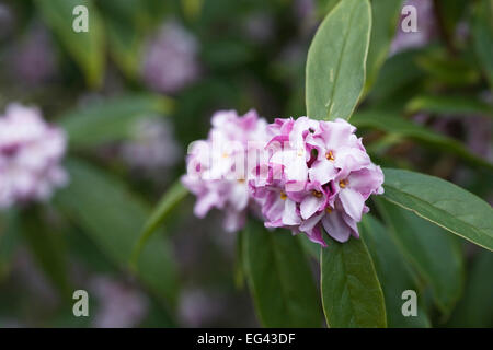 Daphne bholua 'Limpsfield'. Foto Stock