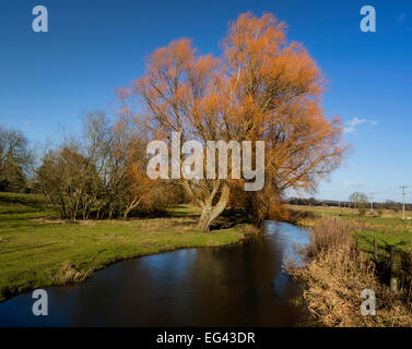 Vista sul fiume nella Valle di Avon a Harbridge, Fordingbridge, Hampshire, Inghilterra, Regno Unito Foto Stock