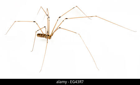 Daddy Long legs spider su sfondo bianco Foto Stock