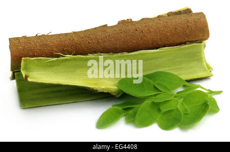 Moringa le foglie e le cortecce su sfondo bianco Foto Stock