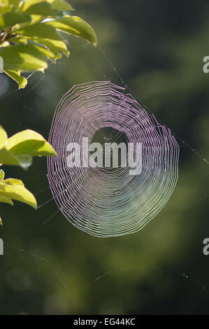 Condensato acqua di rugiada scende catturati sospeso su filamenti sottili di spider web con raggi di luce essendo rotto e disperso Foto Stock