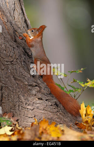 Red scoiattolo (Sciurus vulgaris) nasconde un dado nella cricca di corteccia di albero in un parco, Lipsia, Sassonia, Germania Foto Stock