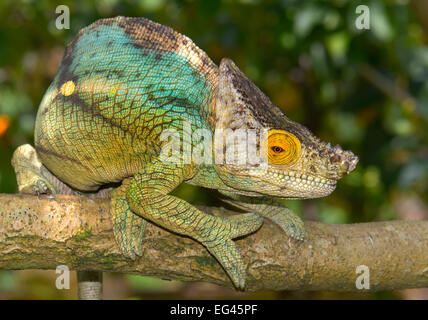 Parsons gigante chameleon (Calumma parsonii parsonii) nella foresta pluviale, Madagascar Foto Stock