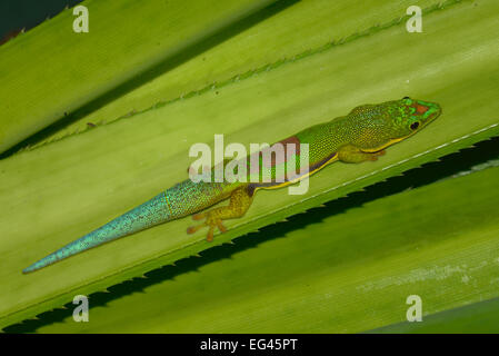 Giorno rivestito gecko (Phelsuma lineata), il Parco Nazionale di Andasibe, Madagascar Foto Stock