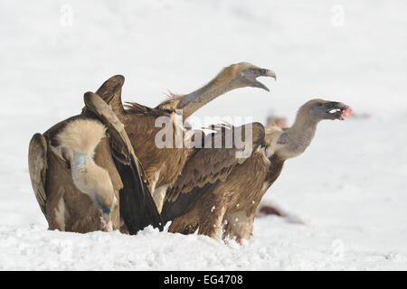 Grifone (Gyps fulvus) alimentazione nella neve, Pirenei, Catalogna, Spagna Foto Stock