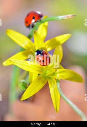 Due red ladybugs su fiori gialli isolati in fondo naturale Foto Stock