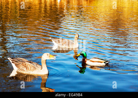 Oche Graylag goose Anser anser maschio Mallard duck nuoto canottaggio sul lago città di Cleethorpes lincolnshire uk Inghilterra Foto Stock