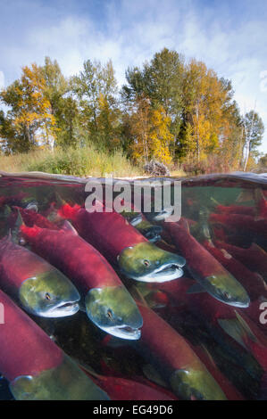 Un livello diviso foto di gruppo il Salmone Sockeye (Oncorhynchus nerka) combattere il loro modo a monte come essi migrare indietro verso il fiume la loro nascita di uova di alberi che mostra colori autunnali. Adams fiume Columbia Britannica Canada Ottobre. Foto Stock