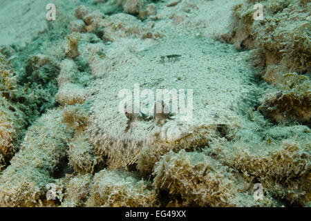 Peacock Passera pianuzza (Bothus mancus) nasconde su un oceano di sabbia fondo - Roatan, Honduras Foto Stock