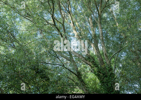Cercando nei rami di un salice (Salix alba) con un pallido fogliame verde sui rami sottili. Foto Stock