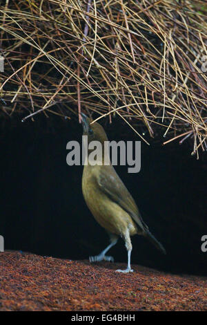 Voce maschile Vogelkop Bowerbird (Amblyornis inornatus) costruzione tetto bower. Arfak montagne di Papua Nuova Guinea Indonesia. Foto Stock